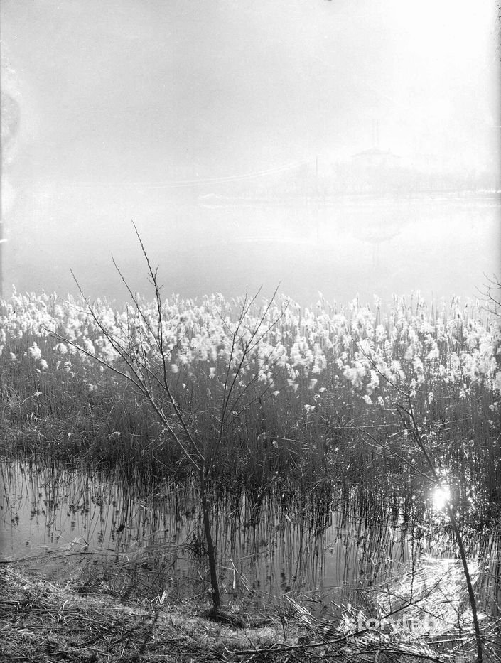 Ginerio riflesso nel lago