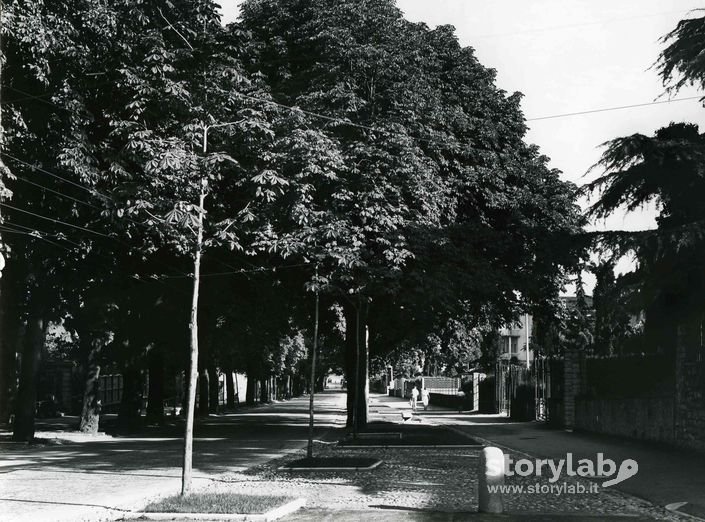 Viale alberato