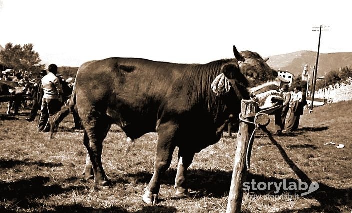 Mostra Agricola-Il Toro Chiamato:Il Kaiser