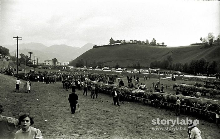 Veduta Della Mostra Agricola