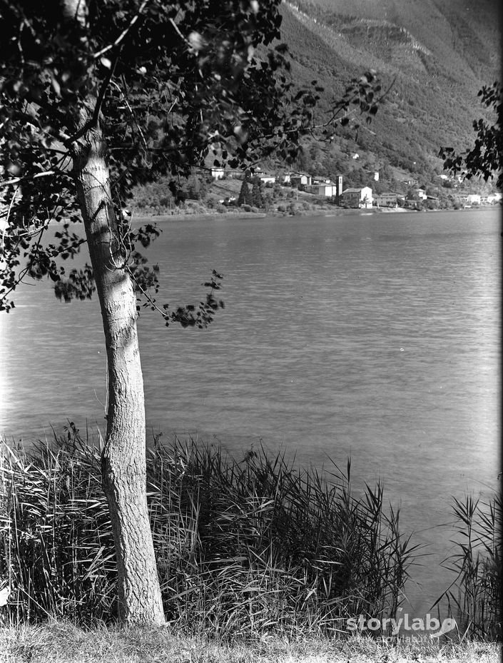 Alberi In Riva Al Lago